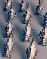 Cicada Pin